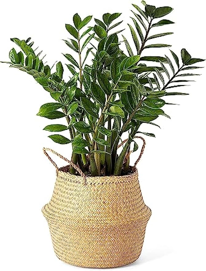 Woven Seagrass Basket With Handles For Plant Pot Belly Basket Storage Basket Wicker Baskets